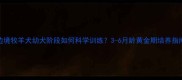 边境牧羊犬幼犬阶段如何科学训练3-6月龄黄金期培养指南