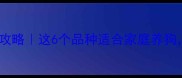 大型犬饲养全攻略这6个品种适合家庭养狗附养护指南