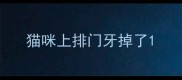 猫咪上排门牙掉了