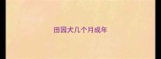 田园犬几个月成年