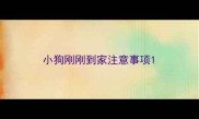 小狗刚刚到家注意事项