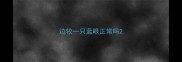边牧一只蓝眼正常吗