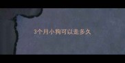 3个月小狗可以走多久