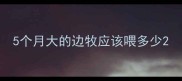 5个月大的边牧应该喂多少