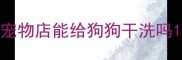 宠物店能给狗狗干洗吗