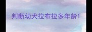 判断幼犬拉布拉多年龄
