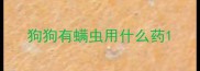 狗狗有螨虫用什么药