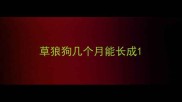 草狼狗几个月能长成