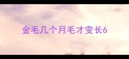 金毛几个月毛才变长6