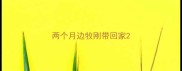 两个月边牧刚带回家