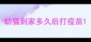 幼猫到家多久后打疫苗