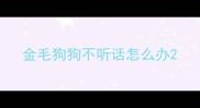 金毛狗狗不听话怎么办