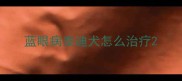 蓝眼病泰迪犬怎么治疗