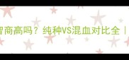 混血拉布拉多智商高吗纯种VS混血对比全养狗必看干货