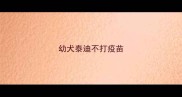 幼犬泰迪不打疫苗