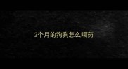 2个月的狗狗怎么喂药