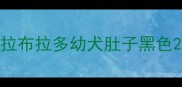 拉布拉多幼犬肚子黑色