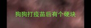 狗狗打疫苗后有个硬块