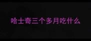 哈士奇三个多月吃什么