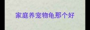 家庭养宠物龟那个好