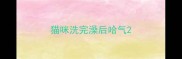 猫咪洗完澡后哈气
