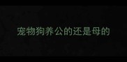 宠物狗养公的还是母的