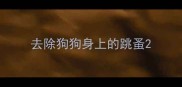 去除狗狗身上的跳蚤