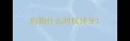 狗狗什么时候掉牙