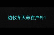 边牧冬天养在户外