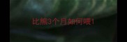 比熊3个月如何喂