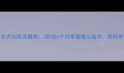 边境牧羊犬训练关键期3阶段6个月掌握服从指令附科学训练法