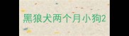黑狼犬两个月小狗