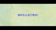 猫咪怎么进行喂养