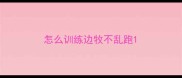 怎么训练边牧不乱跑