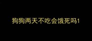 狗狗两天不吃会饿死吗