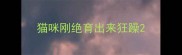 猫咪刚绝育出来狂躁