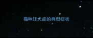 猫咪狂犬症的典型症状