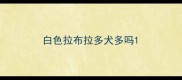 白色拉布拉多犬多吗