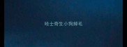 哈士奇生小狗掉毛