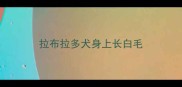 拉布拉多犬身上长白毛