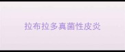拉布拉多真菌性皮炎