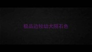 极品边牧幼犬陨石色