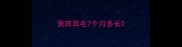 贵宾耳毛7个月多长