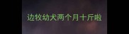 边牧幼犬两个月十斤啦