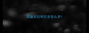 导盲犬拉布拉多怎么养