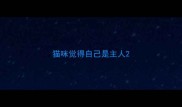 猫咪觉得自己是主人