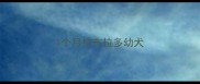 1个月拉布拉多幼犬