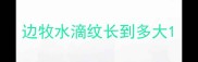 边牧水滴纹长到多大