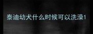 泰迪幼犬什么时候可以洗澡