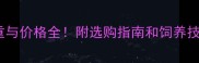 成年公犬边牧体重与价格全附选购指南和饲养技巧附对比图